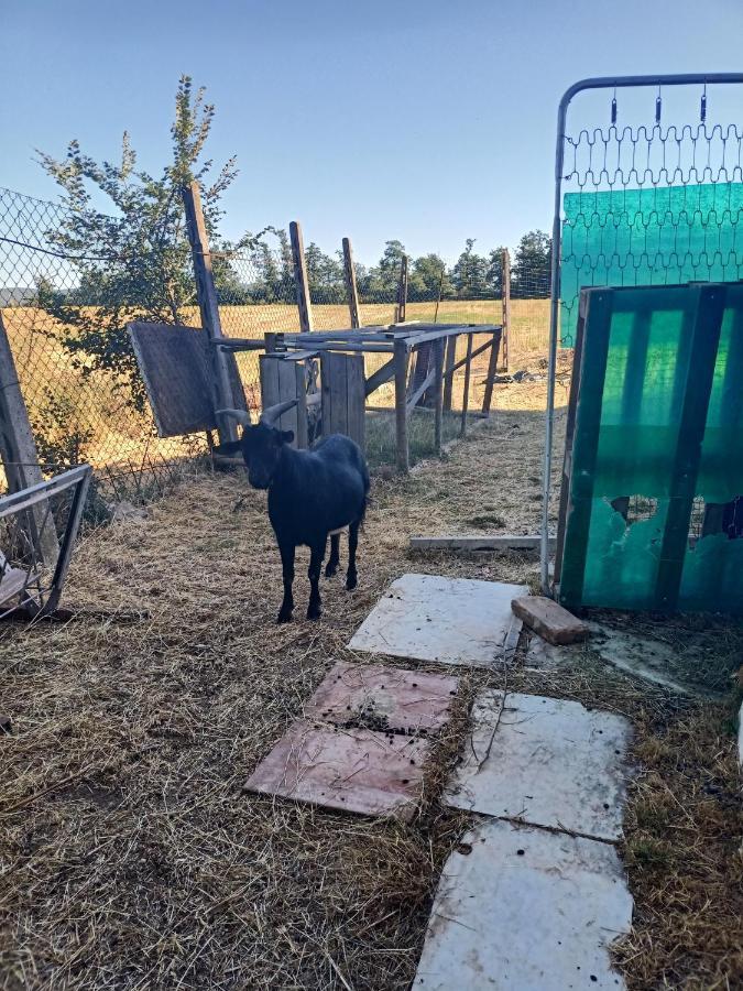 Agriturismo Podere La Selva Villa Serre Di Rapolano Exterior foto