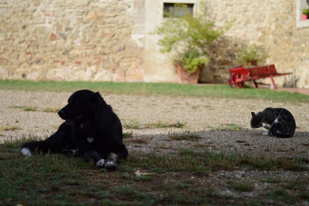 Agriturismo Podere La Selva Villa Serre Di Rapolano Exterior foto